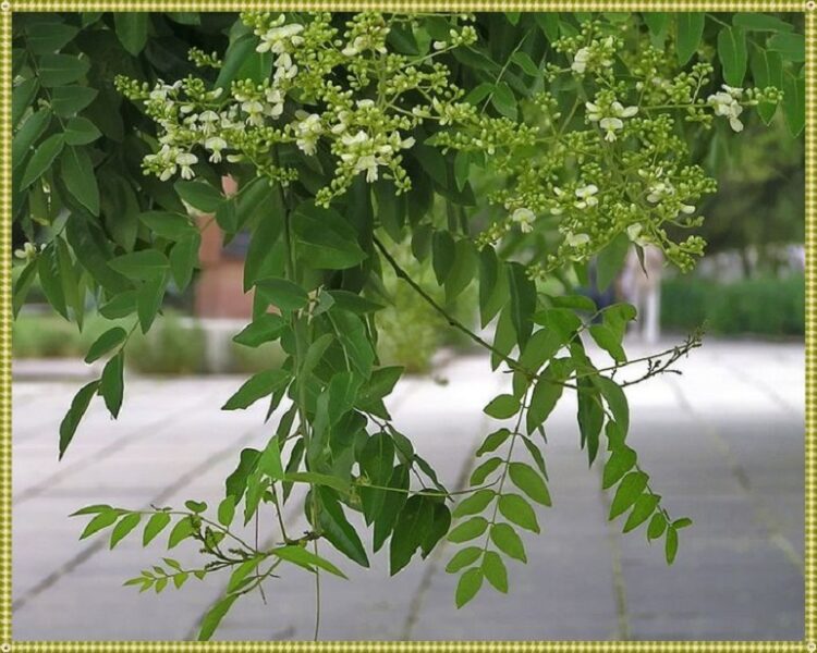 Травы от холестерина | Травник