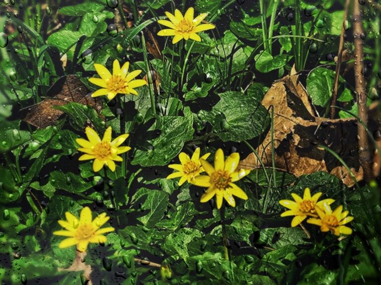 Польза кедровых орехов для организма | Травник