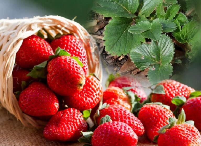 Чем полезна клубника Клубника на зиму | Травник